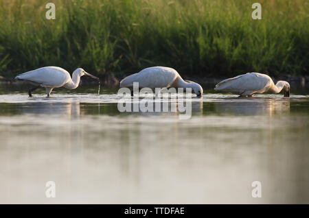 Löffler (Platalea leucorodia), in Hortobagy NP, Ungarn fotografiert Stockfoto