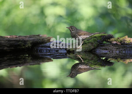 Singdrossel (Turdus philomelos) bei Hortobagy NP, Ungarn fotografiert Stockfoto