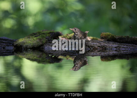 Singdrossel (Turdus philomelos) bei Hortobagy NP, Ungarn fotografiert Stockfoto