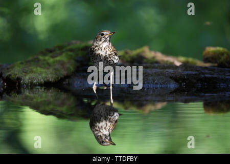 Singdrossel (Turdus philomelos) bei Hortobagy NP, Ungarn fotografiert Stockfoto