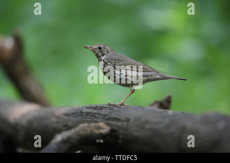 Singdrossel (Turdus philomelos) bei Hortobagy NP, Ungarn fotografiert Stockfoto