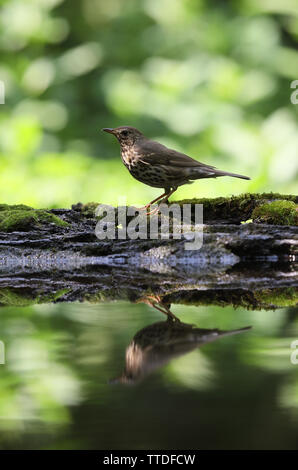 Singdrossel (Turdus philomelos) bei Hortobagy NP, Ungarn fotografiert Stockfoto