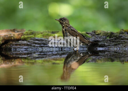 Singdrossel (Turdus philomelos) bei Hortobagy NP, Ungarn fotografiert Stockfoto