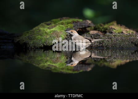 Weibliche Eurasischen mönchsgrasmücke (Sylvia atricapilla) von Teich im Wald bei Hortobagy National Park, Ungarn. Stockfoto