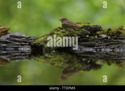 Weibliche Eurasischen mönchsgrasmücke (Sylvia atricapilla) von Teich im Wald bei Hortobagy National Park, Ungarn. Stockfoto