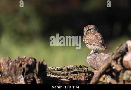 Steinkauz (Athene noctua) bei Hortobagy NP, Ungarn fotografiert Stockfoto