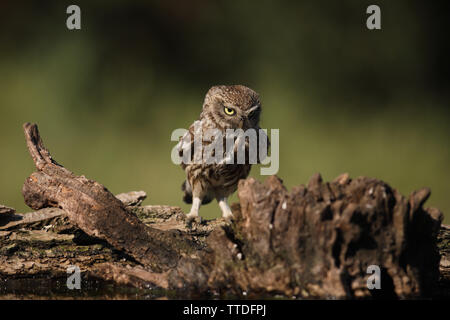 Steinkauz (Athene noctua) bei Hortobagy NP, Ungarn fotografiert Stockfoto