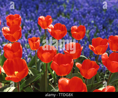 Feld der roten Tulpen im Frühjahr, Keukenhof Gärten, Lisse, Zuid-Holland, Königreich der Niederlande Stockfoto