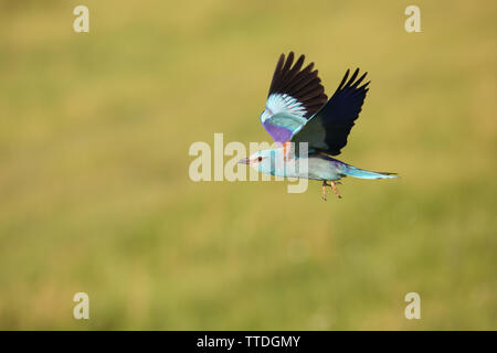 Europäische Rolle (Coracias garrulus) im Flug. Bei Hortobagy NP, Ungarn fotografiert Stockfoto