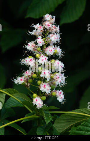 Blume Kerze eines Pferdes - Rosskastanie (Aesculus hippocastanum) Stockfoto