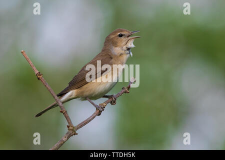 Garden Warbler (Sylvia borin) singen Von einem toten Zweig Stockfoto