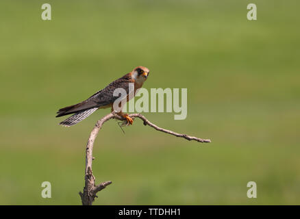 Weiblich Red-footed Falcon (Falco vespertinus) mit Beute (eine Heuschrecke). Bei Hortobagy, Ungarn fotografiert Stockfoto