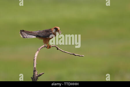 Weiblich Red-footed Falcon (Falco vespertinus) mit Beute (eine Heuschrecke). Bei Hortobagy, Ungarn fotografiert Stockfoto