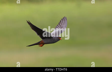 Männlich Red-footed Falcon (Falco vespertinus) im Flug. Die Art gilt als potenziell gefährdet auf der Roten Liste der IUCN aufgeführt. In Hortobagy, HU fotografiert. Stockfoto