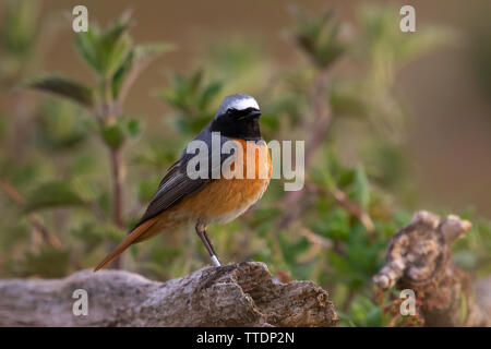 Männliche Common Redstart (Phoenicurus phoenicurus) thront auf einem Toten auf dem Boden anmelden Stockfoto