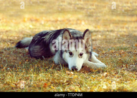 Alaskan Malamute in Park Stockfoto