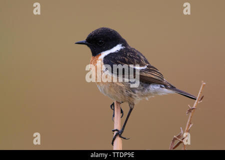 Männliche gemeinsame Schwarzkehlchen (Saxicola torquatus hibernans) auf einem toten Reed Stammzellen gehockt Stockfoto