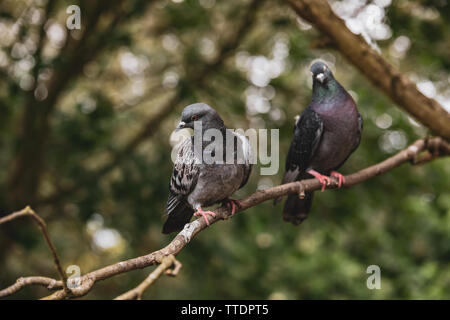 Zwei Tauben sitzen auf dem Baum an einem sonnigen Sommertag im Kensington Palace Gardens Stockfoto