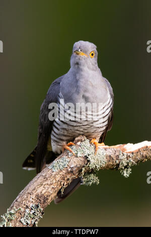 Männliche gemeinsame Kuckuck (Cuculus canorus) auf einem toten Zweig gehockt Stockfoto