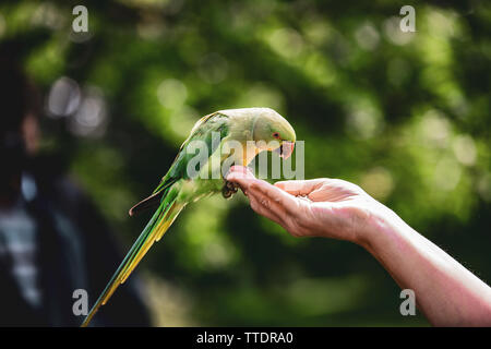 Wild Sittich werden von Hand in einem Park in Kensington Palace Gardens in London zugeführt Stockfoto