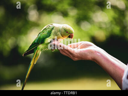 Wild Sittich werden von Hand in einem Park in Kensington Palace Gardens in London zugeführt Stockfoto