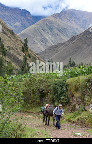 Cusco, Peru - 19. Okt. 2018: ein Mann führt sein Maultier entlang einer remote Mountain Trail im Heiligen Tal Stockfoto