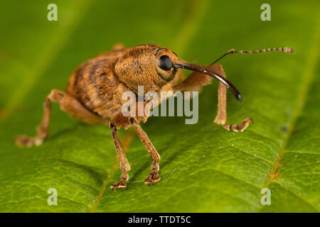 Acorn Rüsselkäfer (Curculio glandium) auf einem Blatt Stockfoto