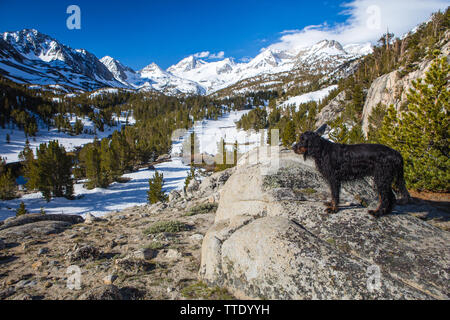 Hund steht auf einem Felsen vor schneebedeckten Gipfeln im Frühjahr an kleinen Seen Tal der östlichen Sierra Nevada Bergen in Kalifornien, USA Stockfoto