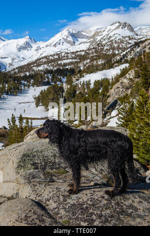 Hund steht auf einem Felsen vor schneebedeckten Gipfeln im Frühjahr an kleinen Seen Tal der östlichen Sierra Nevada Bergen in Kalifornien, USA Stockfoto