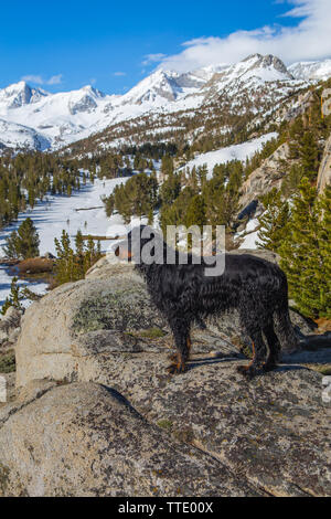 Hund steht auf einem Felsen vor schneebedeckten Gipfeln im Frühjahr an kleinen Seen Tal der östlichen Sierra Nevada Bergen in Kalifornien, USA Stockfoto