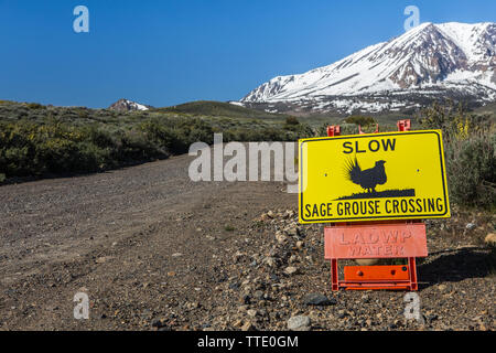 Langsam Sage grouse (Centrocercus urophasianus) Kreuzung wildlife Zeichen auf der Juni Lake Loop in Kalifornien USA Stockfoto