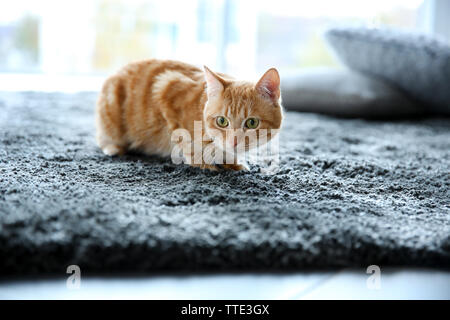 Rote Katze auf dem Boden, in der Nähe Stockfoto