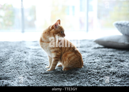 Rote Katze auf dem Boden, in der Nähe Stockfoto