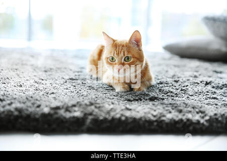 Rote Katze auf dem Boden, in der Nähe Stockfoto