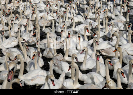 Abbotsbury Swannery, Abbotsbury, Dorset, UK, mit einer Schar von wilden Höckerschwäne (Cygnus olor) viele Hunderte bei Fütterung Nummerierung. Stockfoto