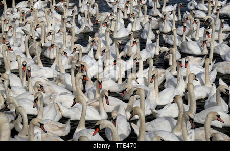 Abbotsbury Swannery, Abbotsbury, Dorset, UK, mit einer Schar von wilden Höckerschwäne (Cygnus olor) viele Hunderte bei Fütterung Nummerierung. Stockfoto