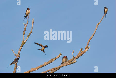 Eine Gruppe von Rauchschwalbe sitzen auf Ästen Stockfoto