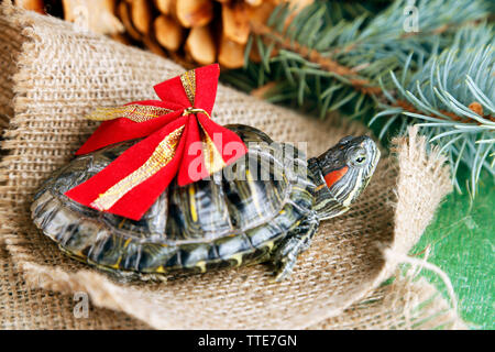 Schildkröte mit roter Schleife auf plünderungen Hintergrund, in der Nähe Stockfoto