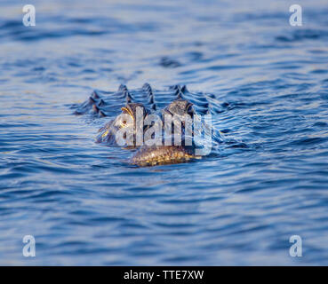 Eine amerikanische Alligator in den Everglades. Alligatoren sind faszinierende Geschöpfe, die in irgendeiner Form überlebt haben oder andere seit Anbeginn der Zeit. Stockfoto