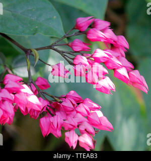 Schöne rosa Blüte, coral Weinstock oder mexikanischen Kriechgang Stockfoto