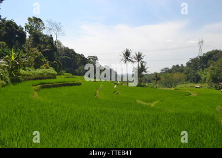 Wundervoller Regenwald Tropis Central java ungaran Mount indonesia Stockfoto