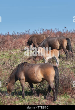 Exmoor Ponys mit Fohlen auf dem Moor Stockfoto