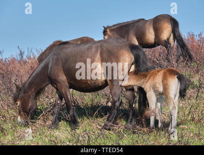 Exmoor Ponys mit säugende Fohlen auf dem Moor Stockfoto