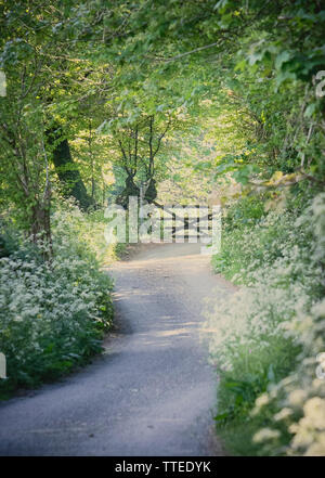 Country Lane mit wilden Blumen und Tor im Frühjahr Stockfoto