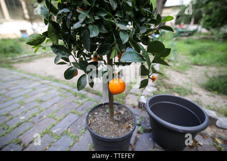 Tangerine Mandarine orange Baum mit Früchten wachsen in einem großen Kunststoff Flower Pot Stockfoto