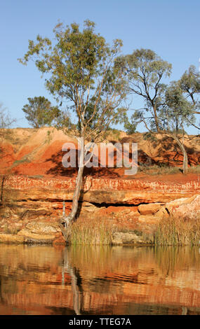 River Red Gums, (E. camaldulensis) wächst in lehm Bank der Murray River, downstream​ Mildura. Stockfoto