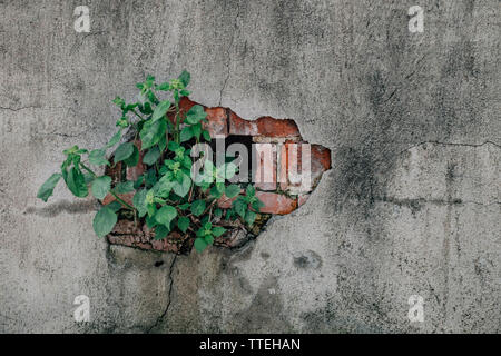Schöne kleine grüne Blätter Pflanzen wachsen auf alten Steinmauer. Platz zum Text auf der verblasst, raue Steine Textur Oberfläche hinzufügen Stockfoto