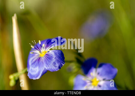 Western blue Flachs (Linum lewisii) Wildblumen in voller Blüte. Juni in den Rocky Mountains am frühen Morgen Licht fotografiert. Makro Fotografie. Stockfoto