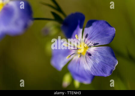 Western blue Flachs (Linum lewisii) Wildblumen in voller Blüte. Juni in den Rocky Mountains am frühen Morgen Licht fotografiert. Makro Fotografie. Stockfoto