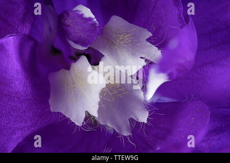 Schöne Rittersporn Blume Nahaufnahme Makro mit violetten Blütenblättern und weißen Staubgefäße mit Pollen und Haare in hoher Auflösung detail Stockfoto